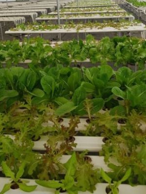 Hydroponic-vegetable-720x884
