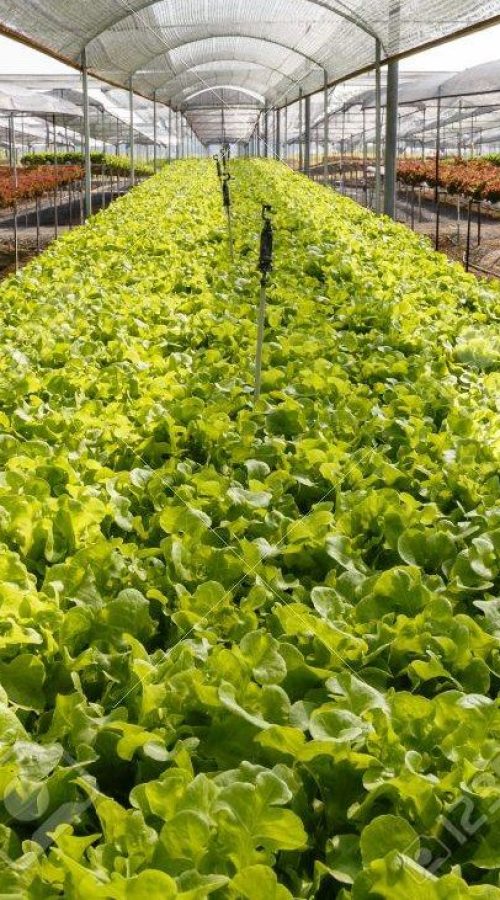 Hydroponics lettuce cultivation farm, Green oak and red coral in hydroponics farm.