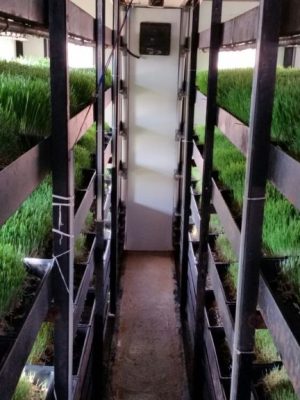 fully-automatic-weather-hydroponic-wheat-grass-machine-12kg-500x500.png-1024x576