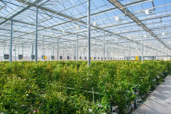 large-industrial-greenhouse-with-dutch-roses-overall-plan