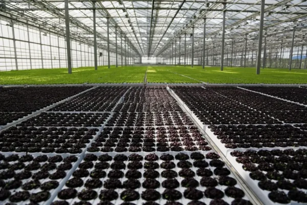young-plants-growing-very-large-plant-commercial-greenhouse